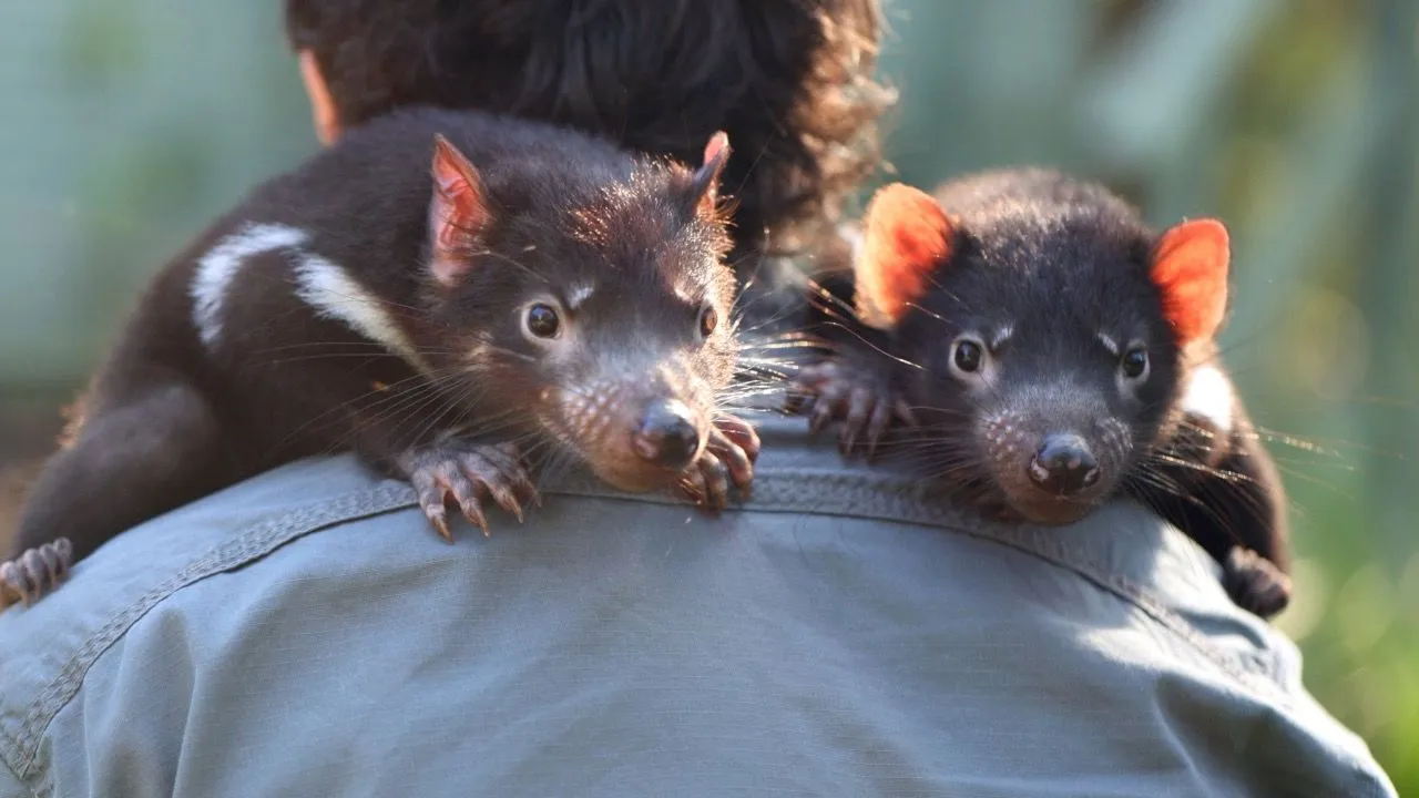 Australian Reptile Park - kids activities near Forresters Beach Central Coast