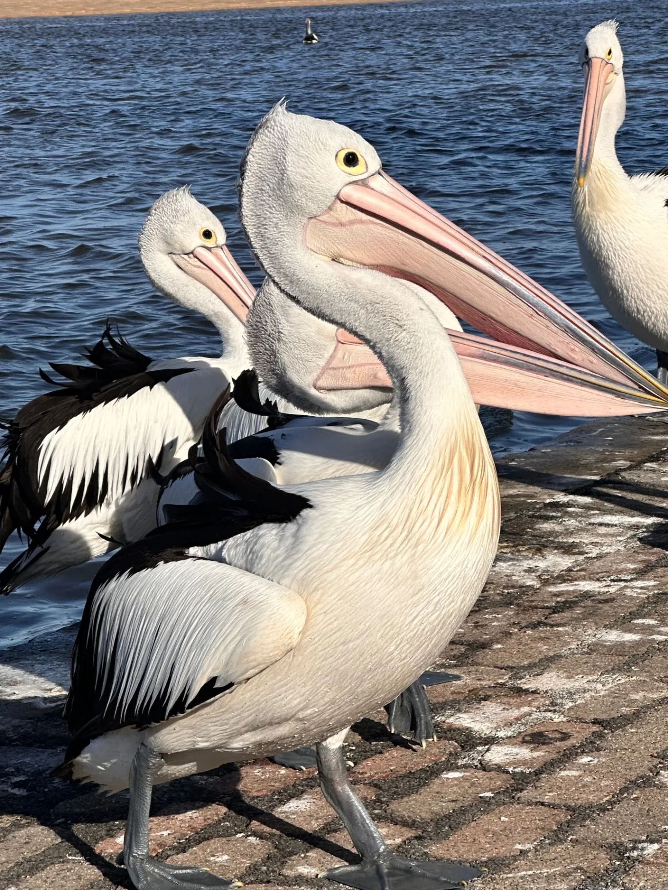 Pelican Time at The Entrance - kids activities near Forresters Beach Central Coast